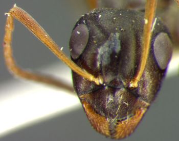 Media type: image; Entomology 34599   Aspect: head frontal view